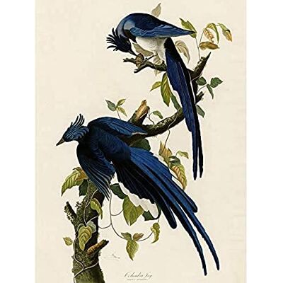 Artery8 Audubon Birds Columbia Jay Painting Unframed Wall Art Print Poster Home Decor Premium Artery8 Audubon Birds Columbia Jay Painting Unframed Wall Art Print Poster Home Decor Premium