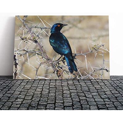 Big Box Art Starling Bird Canvas Print Gallery Wrapped 30mm Frame Wall Art 30x20 inches Ready to Hang Modern Animals Picture Living Room Bedroom Lounge Office Big Box Art Starling Bird Canvas Print Gallery Wrapped 30mm Frame Wall Art 30x20 inches Ready to Hang Modern Animals Picture Living Room Bedroom Lounge Office