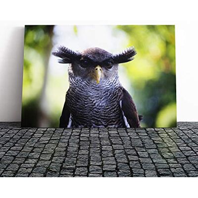 Big Box Art Owl Bird (6) Canvas Print Gallery Wrapped 30mm Frame Wall Art 30x20 inches Ready to Hang Modern Animals Picture Living Room Bedroom Lounge Office Big Box Art Owl Bird (6) Canvas Print Gallery Wrapped 30mm Frame Wall Art 30x20 inches Ready to Hang Modern Animals Picture Living Room Bedroom Lounge Office
