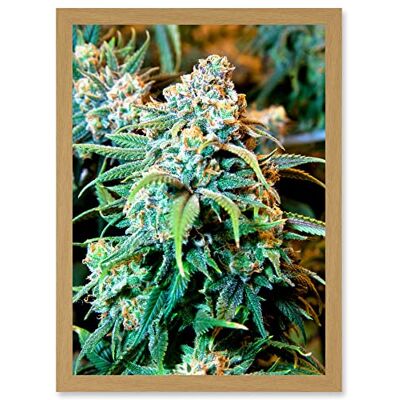 Artery8 Photography Nature Cannabis Marijuana Bud Weed Plant Artwork Framed Wall Art Print A4 Artery8 Photography Nature Cannabis Marijuana Bud Weed Plant Artwork Framed Wall Art Print A4