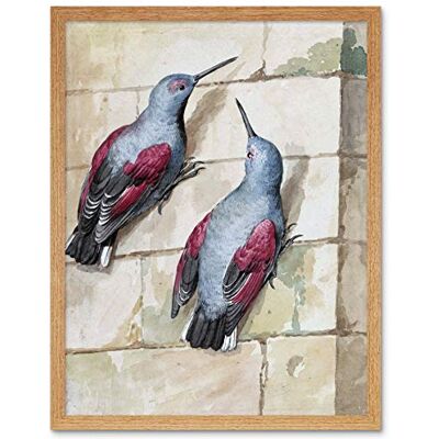 Artery8 Schouman Wallcreeper Birds Blue Purple Drawing Art Print Framed Poster Wall Decor 12x16 inch Artery8 Schouman Wallcreeper Birds Blue Purple Drawing Art Print Framed Poster Wall Decor 12x16 inch