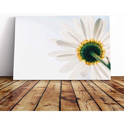 Big Box Art Flower White Daisy Facing The Light Canvas Print Gallery Wrapped 30mm Frame Wall Art 20x14 inches Ready to Hang Modern Floral Picture Living Room Bedroom Lounge Office Big Box Art Flower White Daisy Facing The Light Canvas Print Gallery Wrapped 30mm Frame Wall Art 20x14 inches Ready to Hang Modern Floral Picture Living Room Bedroom Lounge Office
