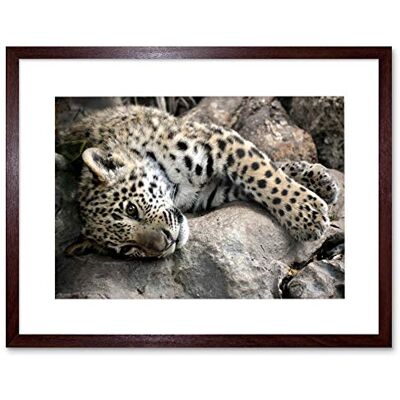 Wee Blue Coo Photo Nature Animal Sleepy Jaguar Big Cat Framed Wall Art Print Wee Blue Coo Photo Nature Animal Sleepy Jaguar Big Cat Framed Wall Art Print