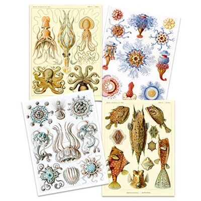 Artery8 Ernst Haeckel Kunstformen Der Natur Plates Nature Vintage Octopus Biology Art Print Poster Home Decor Premium Pack of 4 Artery8 Ernst Haeckel Kunstformen Der Natur Plates Nature Vintage Octopus Biology Art Print Poster Home Decor Premium Pack of 4