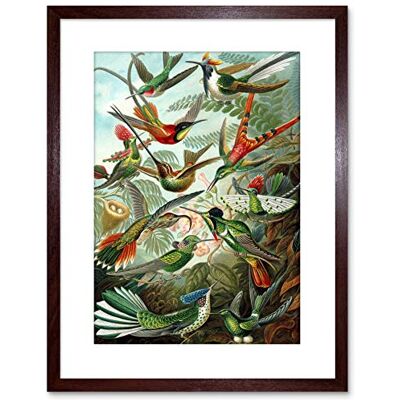 Wee Blue Coo Nature Biology Bird Humming Haeckel Framed Wall Art Print Wee Blue Coo Nature Biology Bird Humming Haeckel Framed Wall Art Print