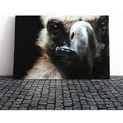 Big Box Art Vulture Bird (1) Canvas Print Gallery Wrapped 30mm Frame Wall Art 20x14 inches Ready to Hang Modern Animals Picture Living Room Bedroom Lounge Office Big Box Art Vulture Bird (1) Canvas Print Gallery Wrapped 30mm Frame Wall Art 20x14 inches Ready to Hang Modern Animals Picture Living Room Bedroom Lounge Office