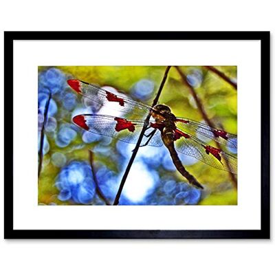 Wee Blue Coo Photo Nature Dragonfly Insect Bug Colour Framed Wall Art Print Wee Blue Coo Photo Nature Dragonfly Insect Bug Colour Framed Wall Art Print