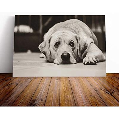 Big Box Art Yellow Labrador Dog (1) Canvas Print Gallery Wrapped 30mm Frame Wall Art 24x16 inches Ready to Hang Modern Animals Picture Living Room Bedroom Lounge Office Big Box Art Yellow Labrador Dog (1) Canvas Print Gallery Wrapped 30mm Frame Wall Art 24x16 inches Ready to Hang Modern Animals Picture Living Room Bedroom Lounge Office