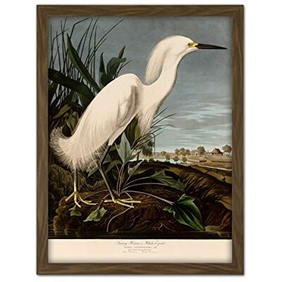 Artery8 Audubon Birds Snowy Heron Painting Artwork Framed Wall Art Print 18X24 Inch Artery8 Audubon Birds Snowy Heron Painting Artwork Framed Wall Art Print 18X24 Inch