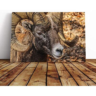 Big Box Art Bighorn Ram Sheep Canvas Print Gallery Wrapped 30mm Frame Wall Art 20x14 inches Ready to Hang Modern Animals Picture Living Room Bedroom Lounge Office Big Box Art Bighorn Ram Sheep Canvas Print Gallery Wrapped 30mm Frame Wall Art 20x14 inches Ready to Hang Modern Animals Picture Living Room Bedroom Lounge Office