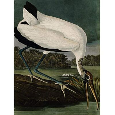 Artery8 Audubon Birds Wood Ibis Painting Large Wall Art Poster Print Thick Paper 18X24 Inch Artery8 Audubon Birds Wood Ibis Painting Large Wall Art Poster Print Thick Paper 18X24 Inch