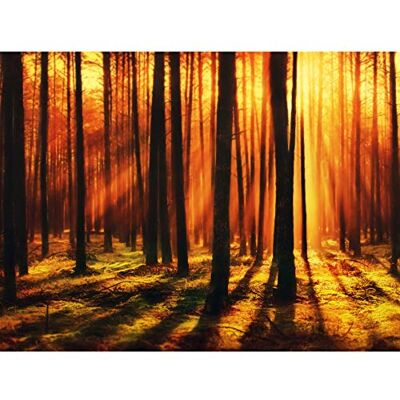 Artery8 Forest Sunset Nature Photograph Premium Wall Art Canvas Print 18X24 Inch Artery8 Forest Sunset Nature Photograph Premium Wall Art Canvas Print 18X24 Inch