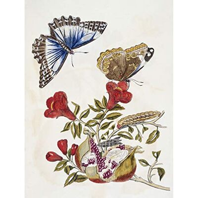 Artery8 Merian Metamorphosis Butterfly Caterpillar Nature Large Wall Art Poster Print Thick Paper 18X24 Inch Artery8 Merian Metamorphosis Butterfly Caterpillar Nature Large Wall Art Poster Print Thick Paper 18X24 Inch