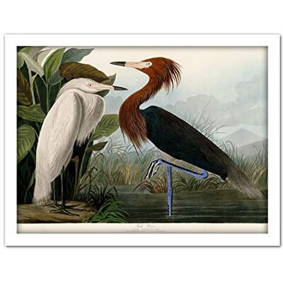 Artery8 Audubon Birds Purple Heron Painting Artwork Framed Wall Art Print 18X24 Inch Artery8 Audubon Birds Purple Heron Painting Artwork Framed Wall Art Print 18X24 Inch