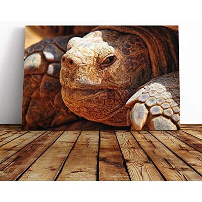 Big Box Art Turtle (2) Canvas Print Gallery Wrapped 30mm Frame Wall Art 30x20 inches Ready to Hang Modern Animals Picture Living Room Bedroom Lounge Office Big Box Art Turtle (2) Canvas Print Gallery Wrapped 30mm Frame Wall Art 30x20 inches Ready to Hang Modern Animals Picture Living Room Bedroom Lounge Office