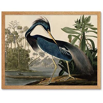 Artery8 Audubon Birds Louisiana Heron Painting Art Print Framed Poster Wall Decor 12x16 inch Artery8 Audubon Birds Louisiana Heron Painting Art Print Framed Poster Wall Decor 12x16 inch