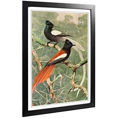 Big Box Art Framed Print of Vintage W Kuhnert Birds of Paradise Design Wall Art Picture Home Decor for Kitchen, Living Room, Bedroom, Hallway, Black, A2 / 24.5x18 Inch / 62x45cm Big Box Art Framed Print of Vintage W Kuhnert Birds of Paradise Design Wall Art Picture Home Decor for Kitchen, Living Room, Bedroom, Hallway, Black, A2 / 24.5x18 Inch / 62x45cm