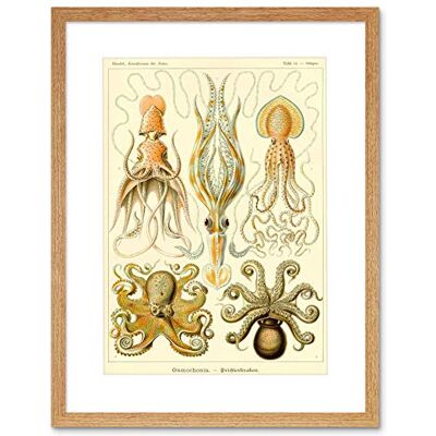 Wee Blue Coo Nature Ernst Haeckel Octopus Biology Germany Framed Art Print Picture F12X616 Wee Blue Coo Nature Ernst Haeckel Octopus Biology Germany Framed Art Print Picture F12X616