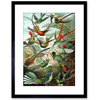 Wee Blue Coo Nature Biology Bird Humming Haeckel Framed Wall Art Print Wee Blue Coo Nature Biology Bird Humming Haeckel Framed Wall Art Print