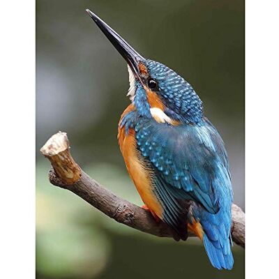 Wee Blue Coo Photo Nature Animal Bird Kingfisher Colourful Beak Feather Art Print Poster Wall Decor 12X16 Inch Wee Blue Coo Photo Nature Animal Bird Kingfisher Colourful Beak Feather Art Print Poster Wall Decor 12X16 Inch