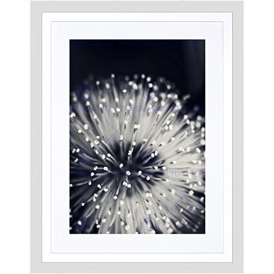 Wee Blue Coo Nature Plant Flower Black White Beautiful Framed Wall Art Print Wee Blue Coo Nature Plant Flower Black White Beautiful Framed Wall Art Print