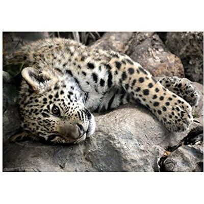 Wee Blue Coo Photo Nature Animal Sleepy Jaguar Big Cat Wall Art Print Wee Blue Coo Photo Nature Animal Sleepy Jaguar Big Cat Wall Art Print