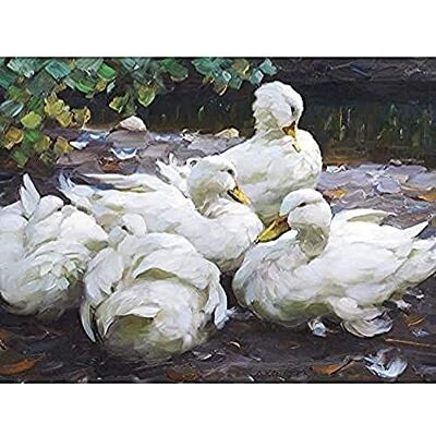 Fine Art Prints Koester Five White Ducks Resting Birds Nature Painting Art Print Canvas Premium Wall Decor Poster Mural Fine Art Prints Koester Five White Ducks Resting Birds Nature Painting Art Print Canvas Premium Wall Decor Poster Mural