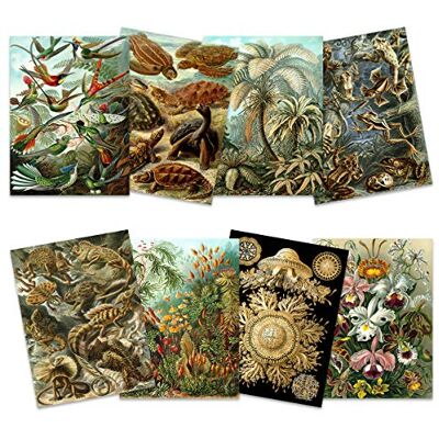 Artery8 Ernst Haeckel Kunstformen Der Natur Plates Nature Vintage Various Land Sea Biology Art Print Poster Home Decor Premium Pack of 8 Artery8 Ernst Haeckel Kunstformen Der Natur Plates Nature Vintage Various Land Sea Biology Art Print Poster Home Decor Premium Pack of 8