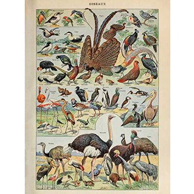 Artery8 Millot Encyclopedia Page Birds Ostrich Flamingo Premium Wall Art Canvas Print 18X24 Inch Artery8 Millot Encyclopedia Page Birds Ostrich Flamingo Premium Wall Art Canvas Print 18X24 Inch