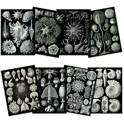 Artery8 Ernst Haeckel Kunstformen Der Natur Plates Nature Vintage Various Black White Biology Art Print Poster Home Decor Premium Pack of 8 Artery8 Ernst Haeckel Kunstformen Der Natur Plates Nature Vintage Various Black White Biology Art Print Poster Home Decor Premium Pack of 8