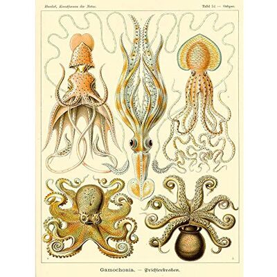 Wee Blue Coo Nature Ernst Haeckel Octopus Biology Germany Vintage Art Print Poster Wall Decor 12X16 Inch Wee Blue Coo Nature Ernst Haeckel Octopus Biology Germany Vintage Art Print Poster Wall Decor 12X16 Inch