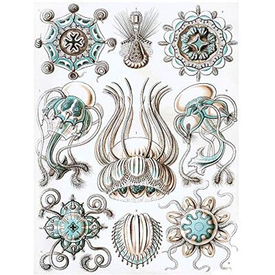 Wee Blue Coo Nature Ernst Haeckel Jellyfish Biology Germany Vintage Art Print Poster Wall Decor 12X16 Inch Wee Blue Coo Nature Ernst Haeckel Jellyfish Biology Germany Vintage Art Print Poster Wall Decor 12X16 Inch