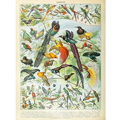 Artery8 Millot Encyclopedia Page Birds Paradise Premium Wall Art Canvas Print 18X24 Inch Artery8 Millot Encyclopedia Page Birds Paradise Premium Wall Art Canvas Print 18X24 Inch