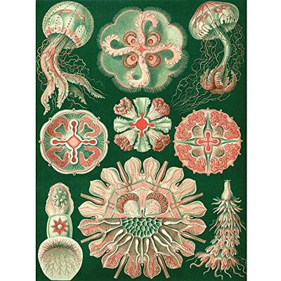 Wee Blue Coo Nature Ernst Haeckel Biology Sea Creature Germany Vintage Ad Art Print Poster Wall Decor 12X16 Inch Wee Blue Coo Nature Ernst Haeckel Biology Sea Creature Germany Vintage Ad Art Print Poster Wall Decor 12X16 Inch