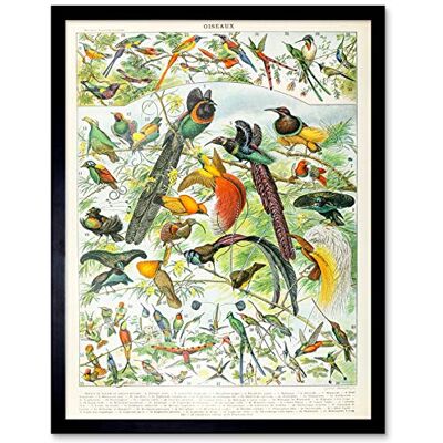 Artery8 Millot Encyclopedia Page Birds Paradise Art Print Framed Poster Wall Decor 12x16 inch Artery8 Millot Encyclopedia Page Birds Paradise Art Print Framed Poster Wall Decor 12x16 inch