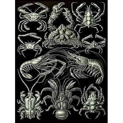 Wee Blue Coo Nature Biology Crustacean Crab Lobster Ernst Haeckel Germany Art Print Poster Wall Decor 12X16 Inch Wee Blue Coo Nature Biology Crustacean Crab Lobster Ernst Haeckel Germany Art Print Poster Wall Decor 12X16 Inch