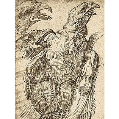 Fine Art Prints Bartolomeo Passerotti Study Of An Eagle Unframed Wall Art Print Poster Home Decor Premium Fine Art Prints Bartolomeo Passerotti Study Of An Eagle Unframed Wall Art Print Poster Home Decor Premium