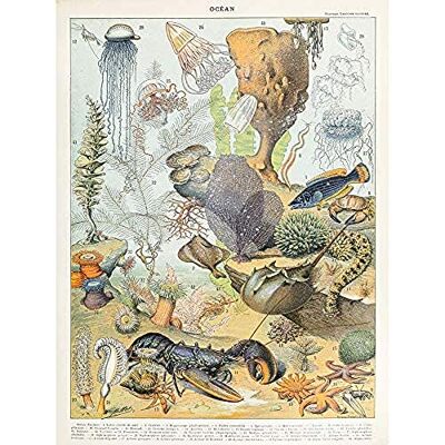 Artery8 Millot Encyclopedia Page Ocean Animals Unframed Wall Art Print Poster Home Decor Premium Artery8 Millot Encyclopedia Page Ocean Animals Unframed Wall Art Print Poster Home Decor Premium