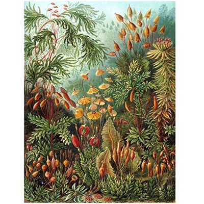 Wee Blue Coo Bumblebeaver NATURE ART ERNST HAECKEL SEA PLANT BIOLOGY GERMANY VINTAGE POSTER PRINT 12x16 inch 30x40cm 872PY Wee Blue Coo Bumblebeaver NATURE ART ERNST HAECKEL SEA PLANT BIOLOGY GERMANY VINTAGE POSTER PRINT 12x16 inch 30x40cm 872PY