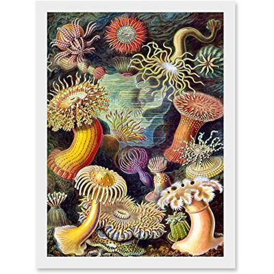 Artery8 - Ernst Haeckel - Anemone - A4 - Wall art print Artery8 - Ernst Haeckel - Anemone - A4 - Wall art print