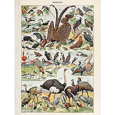 Artery8 Millot Encyclopedia Page Birds Ostrich Flamingo Art Print Canvas Premium Wall Decor Poster Mural Artery8 Millot Encyclopedia Page Birds Ostrich Flamingo Art Print Canvas Premium Wall Decor Poster Mural