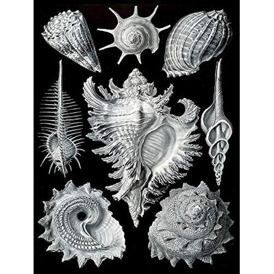 Wee Blue Coo Nature Ernst Haeckel Shell Whelk Biology Germany Vintage Art Print Poster Wall Decor 12X16 Inch Wee Blue Coo Nature Ernst Haeckel Shell Whelk Biology Germany Vintage Art Print Poster Wall Decor 12X16 Inch
