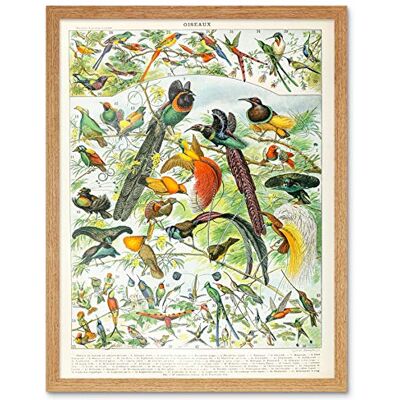 Artery8 Millot Encyclopedia Page Birds Paradise Art Print Framed Poster Wall Decor 12x16 inch Artery8 Millot Encyclopedia Page Birds Paradise Art Print Framed Poster Wall Decor 12x16 inch