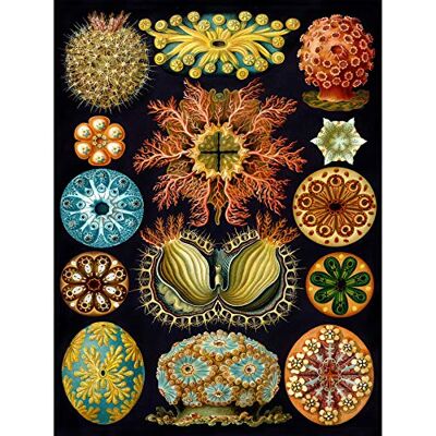 Wee Blue Coo Bumblebeaver NATURE ART HAECKEL ERNST PLANKTON SEA BIOLOGY GERMANY VINTAGE POSTER PRINT 12x16 inch 30x40cm 877PY Wee Blue Coo Bumblebeaver NATURE ART HAECKEL ERNST PLANKTON SEA BIOLOGY GERMANY VINTAGE POSTER PRINT 12x16 inch 30x40cm 877PY