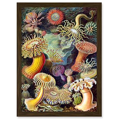 Artery8 - Ernst Haeckel Botanical Sea Anemone A4 - Brown - Wall Art Artery8 - Ernst Haeckel Botanical Sea Anemone A4 - Brown - Wall Art