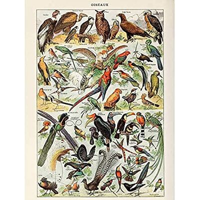 Artery8 Millot Encyclopedia Page Birds Owls Parrots Art Print Canvas Premium Wall Decor Poster Mural Artery8 Millot Encyclopedia Page Birds Owls Parrots Art Print Canvas Premium Wall Decor Poster Mural