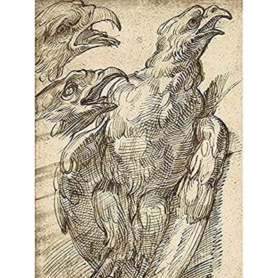Fine Art Prints Bartolomeo Passerotti Study Of An Eagle Art Print Canvas Premium Wall Decor Poster Mural Fine Art Prints Bartolomeo Passerotti Study Of An Eagle Art Print Canvas Premium Wall Decor Poster Mural