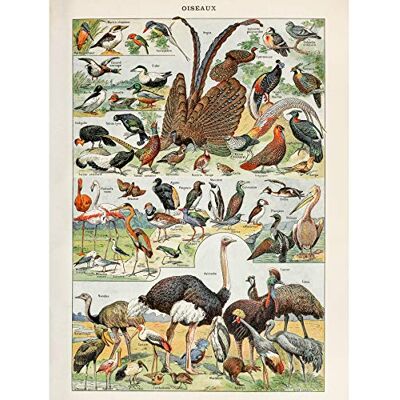 Artery8 Millot Encyclopedia Page Birds Ostrich Flamingo Large Wall Art Poster Print Thick Paper 18X24 Inch Artery8 Millot Encyclopedia Page Birds Ostrich Flamingo Large Wall Art Poster Print Thick Paper 18X24 Inch