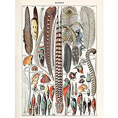 Artery8 Millot Encyclopedia Page Birds Feathers Plumage Unframed Wall Art Print Poster Home Decor Premium Artery8 Millot Encyclopedia Page Birds Feathers Plumage Unframed Wall Art Print Poster Home Decor Premium