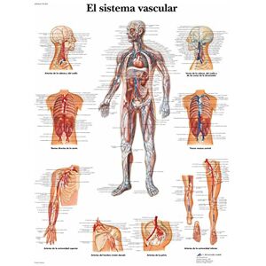 3B Scientific VR3353L Printed On Paper, The Vascular System 3B Scientific VR3353L Printed On Paper, The Vascular System